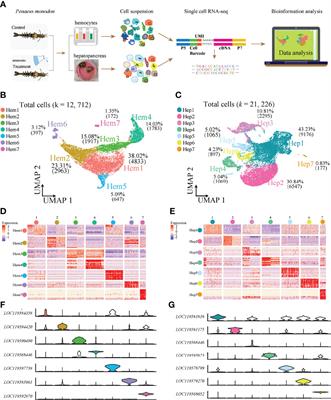 Single-Cell Sequencing Reveals Types of Hepatopancreatic Cells and Haemocytes in Black Tiger Shrimp (Penaeus monodon) and Their Molecular Responses to Ammonia Stress